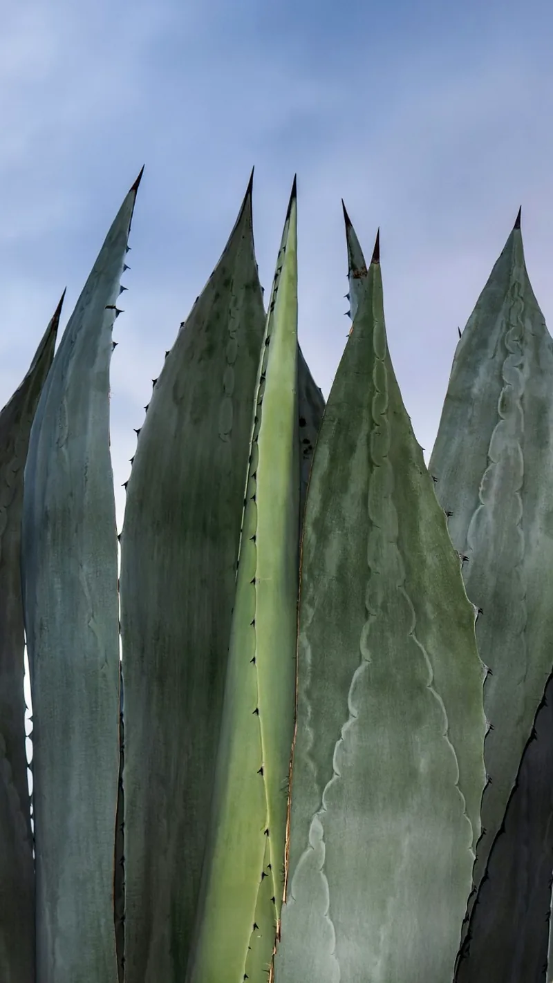 Pencas de maguey con espinas en los bordes, vistas de cerca contra un cielo nublado.
