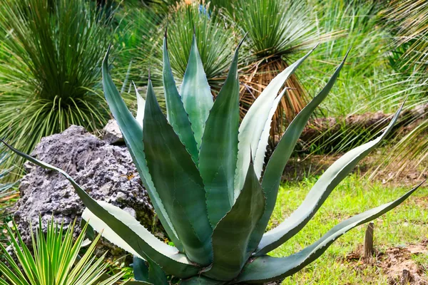 Un maguey completo, de pencas anchas y espinosas, en un jardín entre pastos y piedras.