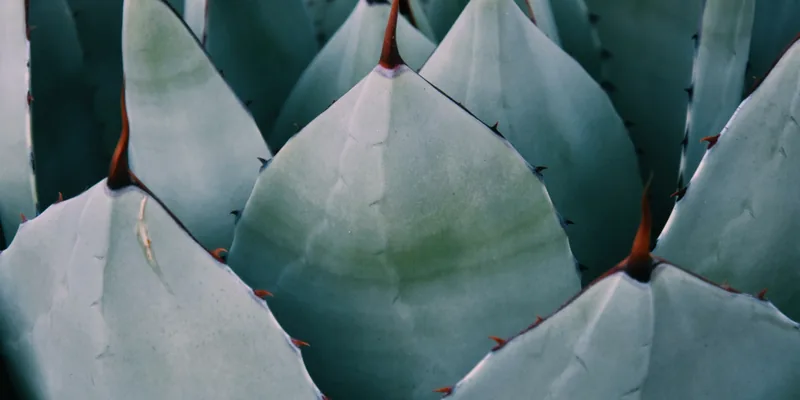 Acercamiento a las pencas de un maguey, verde azulado, con espinas rojizas en las puntas y los bordes.
