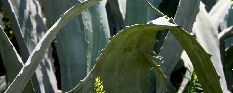 Pencas largas de maguey que se curvan a contraluz, con espinas en los bordes.