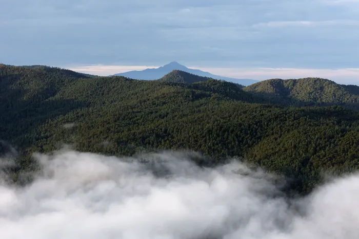 Bosque de alta montaña sobre un mar de nubes, con la silueta de un volcán lejano en el horizonte